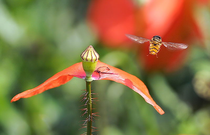 08.06.2010 Makro Blume Tiere D31_5677 Kopie.jpg - Synchronfliegen...................